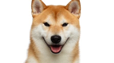 Cryptos Mixed, Strong Day for Dogs-Meme-Coins