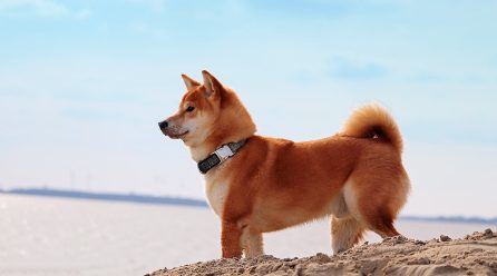 Saudi Shiba Inu Coin (SAUDISHIB): Crash after price explosion!